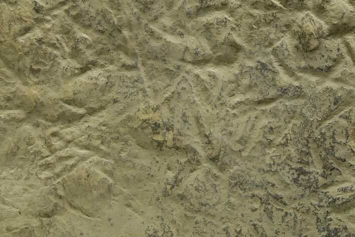 Fossil Bird (Avipeda) Track Plate - Green River Formation, Utah #352247